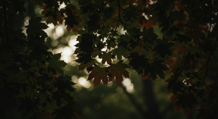 Close up of dark emerald green and deep crimson maple leaves silhouetted against bright, blurred sunlight, capturing the essence of late autumn in a forest.の素材
