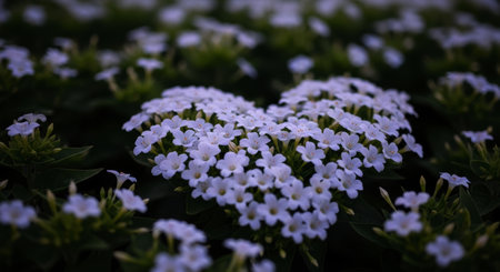 Delicate white flowers arranged in a heart shape, blooming amidst lush dark green foliage in a garden bed.の素材