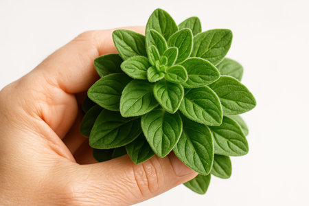 Fresh vibrant green oregano leaves held gently in a hand. the aromatic herb is isolated on a clean white background, highlighting its natural beauty and culinary use.の素材