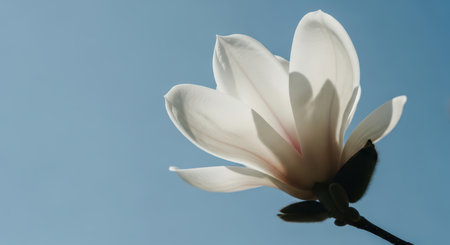 Single white magnolia flower in full bloom, showcasing delicate petals against a clear blue sky. illuminated by natural light.の素材
