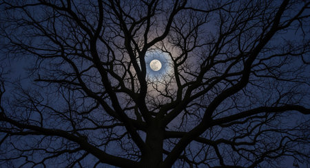 Silhouette of a majestic ancient oak tree with bare branches against a dark blue night sky, illuminated by a bright full moon, creating a dramatic and mysterious atmosphere.の素材