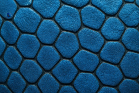 Blue reptilian scales with a detailed textured surface and a distinct hexagonal pattern. close up view showcasing the intricate skin texture and vibrant color, ideal for abstract backgrounds.の素材