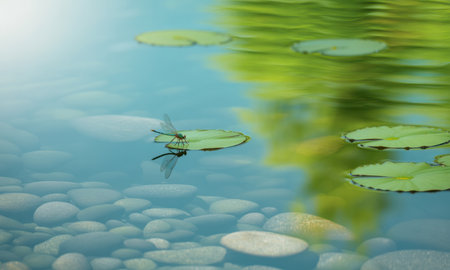 Green dragonfly perched on a vibrant lily pad floating on clear pond water. smooth pebbles are visible beneath the surface, with soft green reflections of foliage dancing on the water.の素材