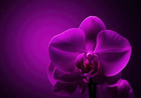 Close up of a vibrant magenta orchid bloom, dramatically illuminated against a deep purple and violet background, showcasing its delicate petals and elegant form.の素材