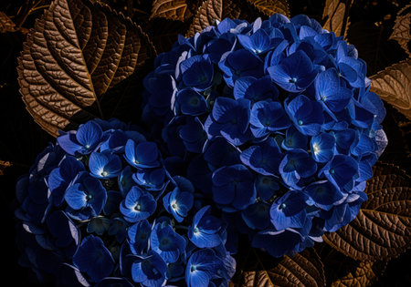 Intense deep indigo blue hydrangea flowers clustered tightly, showcasing their velvety texture against dark, contrasting leaves. a dramatic macro view of vibrant floral beauty.の素材