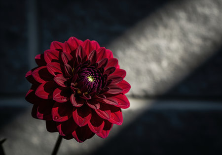 Deep crimson dahlia flower with intricate, velvety petals. dramatic lighting creates a striking contrast against the dark, textured background, emphasizing its elegant form.の素材