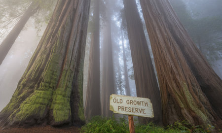 Giant redwood trees stand tall in a dense, foggy old growth forest, with a wooden sign marking the preserve. ethereal light filters through the canopy, highlighting the majestic natural environment.の素材
