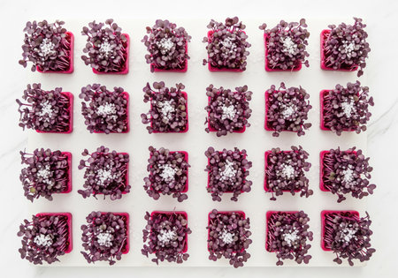 Bright purple radish microgreens in small pots, carefully arranged in rows, topped with white sea salt crystals. healthy, fresh, and organic food concept.の素材