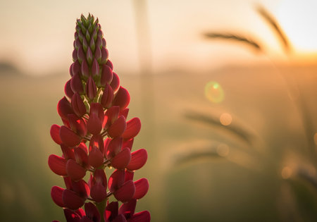 Vibrant red lupine flower spike with individual petals in sharp focus, illuminated by the warm glow of golden hour. blurred natural background with sun flare.の素材