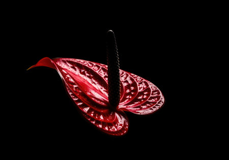 Vibrant red anthurium flower with glistening water droplets, captured in a dramatic studio setting against a deep black background. symbolizes beauty, love, and exotic elegance.の素材