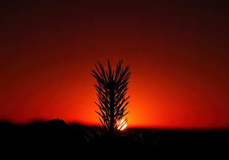 Coniferous pine seedling silhouetted against a vibrant, deep red sunset sky with a hint of the setting sun. nature beauty at dusk, serene and dramatic.の素材