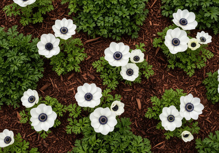 Pristine white anemone flowers with dark blue centers blooming among lush green leaves and brown wood chips, viewed from directly above.の素材