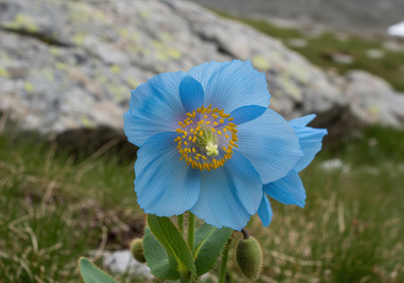 Himalayan blue poppy meconopsis with vibrant sky blue petals and yellow stamens, growing in a rocky mountain landscape. delicate flower showcasing natural beauty and rarity.の素材