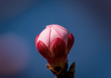 Vibrant pink apricot blossom bud with deep red sepals, captured in a sharp macro close up against a soft blue background, symbolizing new beginnings and spring.の素材