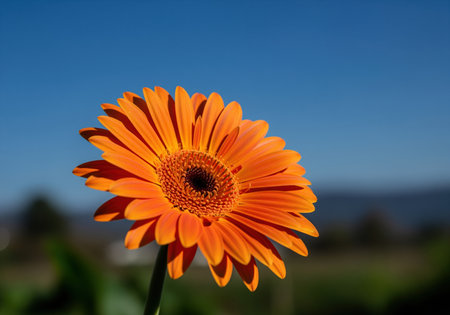 Vibrant orange gerbera daisy with bold petals radiating outwards, captured in a medium close up against a clear blue sky. symbolizes joy, energy, and warmth in nature.の素材