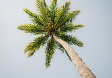 Tall coconut palm tree with lush green fronds and young coconuts, viewed from a low angle against a bright, clear blue sky. represents tropical nature and summer.の素材