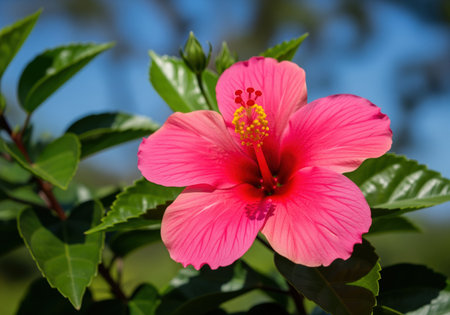 Vibrant pink hibiscus flower with a striking yellow stamen, surrounded by lush green leaves under bright sunlight. tropical bloom showcasing delicate petals and botanical beauty.の素材
