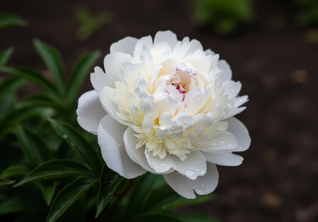 Pristine white peony flower with delicate petals and water droplets, radiating purity and elegance in a natural garden setting. symbolizes beauty, love, and prosperity.の素材