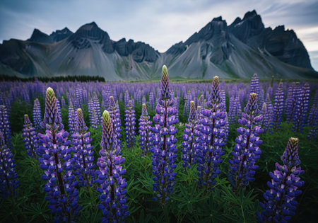 Field of vibrant purple lupine flowers in full bloom, set against the dramatic, rugged peaks of vestrahorn mountain range in iceland under a cloudy sky.の素材