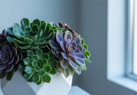 Vibrant green and purple succulent plants thrive in a stylish white geometric ceramic pot, bathed in soft natural light from a nearby window, perfect for home decor.の素材