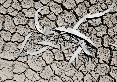 Dry, cracked earth texture with a cluster of fallen, silver gray eucalyptus leaves. visual representation of drought, climate change, and environmental degradation in arid conditions.の素材