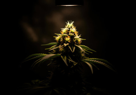 A striking close up of a mature cannabis flower, brightly illuminated from above against a dark background. it highlights the plant intricate details and vibrant green and orange hues, ideal for botanical or commercial use.の素材