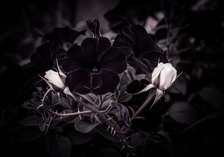 A dramatic close up of dark velvet petunias intertwined with delicate, thorny white rosebuds, creating a striking contrast of light and shadow. this image evokes mystery and natural beauty.の素材