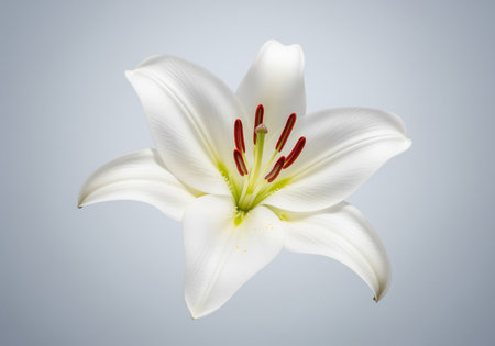 Flawless white lily flower captured in a detailed macro studio shot, highlighting the delicate texture of the petals, bright red stamens, and green pistil against a soft gradient background.の素材