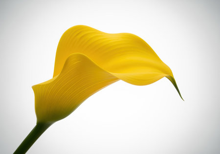 Vibrant yellow calla lily bloom captured in a high key studio setting, isolated against a seamless white gradient background. focus on elegance, purity, and botanical beauty.の素材