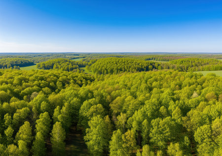 Vast expanse of vibrant green deciduous forest seen from an aerial perspective. dense canopy stretching to the horizon under a bright, clear blue sky, symbolizing nature, ecology, and growth.の素材