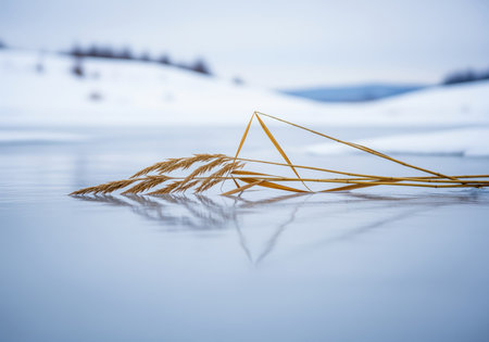 Dry golden reed grass resting horizontally on a pristine, smooth sheet of frozen ice, reflecting the cold winter light. the background features blurred, snow covered hills under a pale sky.の素材