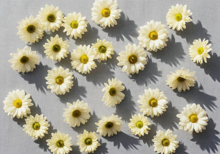 White daisy flowers scattered randomly in a flat lay composition on a light surface, featuring bright natural light and sharp, dramatic shadows.の素材
