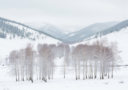 A serene winter landscape view of a valley covered in fresh snow, featuring a grove of white birch trees contrasting with the distant, misty mountain slopes.の素材