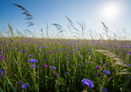 A beautiful, sprawling summer meadow covered in vibrant blue and purple cornflowers and tall grasses swaying gently beneath a clear, sunny blue sky.の素材