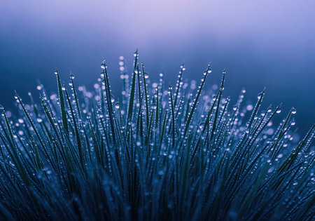 Intense macro view of dark blue ornamental grass blades tipped with sparkling water droplets. focus on the fresh morning dew against a soft indigo background. symbolizes purity and growth.の素材