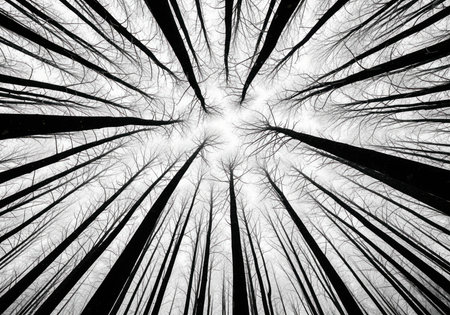 Tall, bare tree trunks silhouetted in high contrast black and white, viewed from a low angle looking straight up towards a bright, white sky. abstract natural pattern symbolizing growth, height, and starkness.の素材