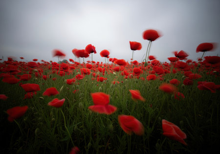 Vibrant red poppy flowers covering a vast green field, captured with a motion blur effect showing movement and wind against a dark, overcast sky. symbolic of remembrance and nature.の素材