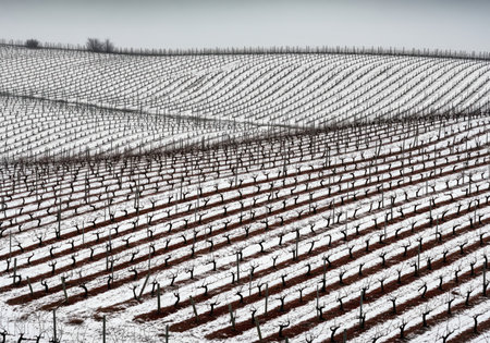Dormant grapevines arranged in parallel rows across a rolling vineyard field dusted with snow under a gray winter sky, forming a strong graphic pattern.の素材