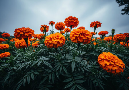 Vibrant orange marigold flowers blooming in a low angle shot, contrasting sharply with dark green foliage and a moody, overcast sky. intense color and natural beauty.の素材