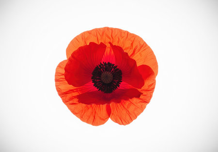 Single vibrant red poppy flower isolated on a pure white background. translucent petals are highlighted by backlighting, emphasizing the delicate texture and dark center.の素材