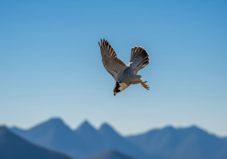 Peregrine falcon captured mid air during a steep hunting dive, wings spread, against a bright blue sky and blurred mountain range background.の素材