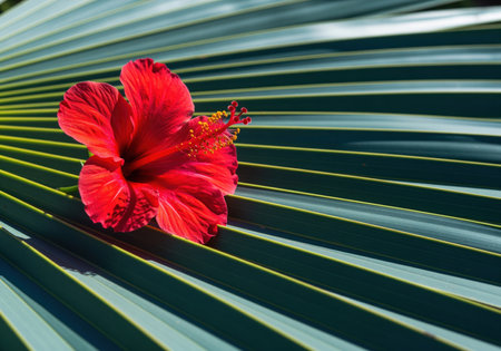 Single vibrant red hibiscus bloom placed on the linear, textured surface of a large blue green palm leaf. exotic tropical flora and natural contrast.の素材