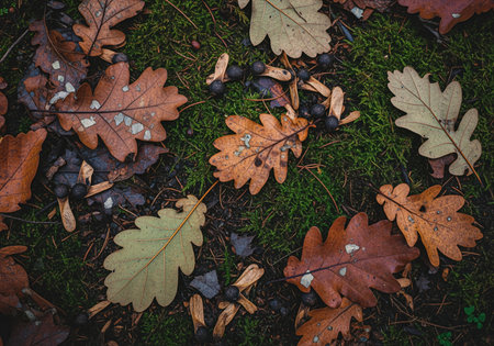 Moody, close up texture of fallen oak leaves in shades of brown and orange mixed with seeds and dark earth covering vibrant green moss.の素材