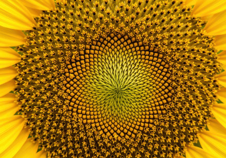 Extreme close up view highlighting the beautiful, intricate geometric pattern found in the seed head of a vibrant, blooming sunflower. ideal for design and science themes.の素材