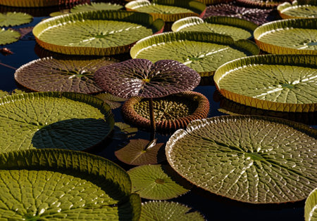 A dense cluster of massive victoria water lily pads covers the dark surface of a pond, highlighting their intricate vein patterns and raised edges.の素材