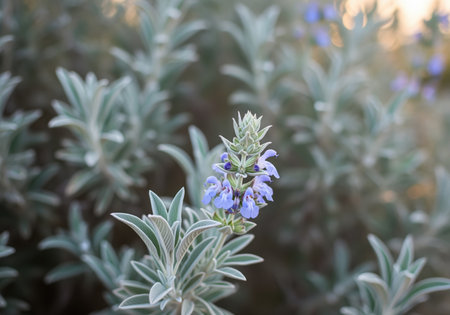 Blooming purple sage flowers emerging from silvery green, textured leaves in a natural garden setting, captured in soft, detailed focus with bokeh background.の素材