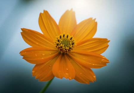 Bright orange cosmos flower captured in a detailed close up, featuring fresh dew drops glistening on the petals. soft focus blue and teal background provides contrast. nature, beauty, and freshness concept.の素材