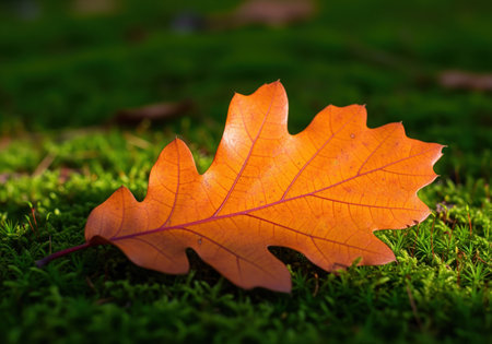Bright orange oak leaf, illuminated by sunlight, resting on a bed of vibrant green moss on the forest floor. symbolizes the beauty of the autumn season and natural change.の素材