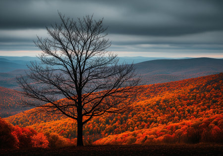 Solitary bare tree silhouetted against a dramatic backdrop of rolling mountains covered in intense orange and red autumn foliage under a dark, overcast sky.の素材