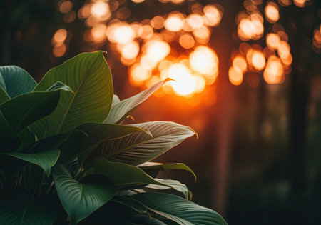 Broad, deep emerald green tropical leaves in the foreground, highlighted by the warm, glowing light of the setting sun. bokeh circles create a vibrant, blurred golden background, evoking nature, tranquility, and growth.の素材
